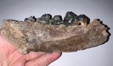 Load image into Gallery viewer, Ice Age Fossil Cave Hyena Jaw with 4 teeth 5.9 Inches

