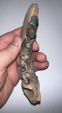 Load image into Gallery viewer, Ice Age Fossil Cave Hyena Jaw with 4 teeth 5.9 Inches
