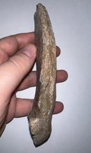Load image into Gallery viewer, Ice Age Fossil Cave Hyena Jaw with 4 teeth 5.9 Inches
