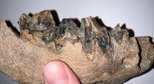 Load image into Gallery viewer, Ice Age Fossil Cave Hyena Jaw with 4 teeth 5.9 Inches

