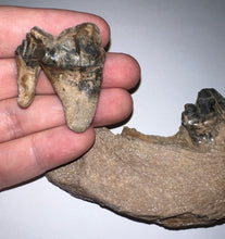 Load image into Gallery viewer, Ice Age Fossil Cave Hyena Jaw with 4 teeth 5.9 Inches
