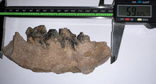 Load image into Gallery viewer, Ice Age Fossil Cave Hyena Jaw with 4 teeth 5.9 Inches
