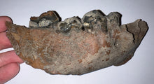 Load image into Gallery viewer, Ice Age Fossil Cave Hyena Jaw with 4 complete teeth 5.7 Inches
