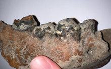 Load image into Gallery viewer, Ice Age Fossil Cave Hyena Jaw with 4 complete teeth 5.7 Inches

