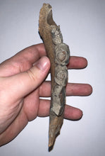 Load image into Gallery viewer, Ice Age Fossil Cave Hyena Jaw with 4 complete teeth 5.7 Inches
