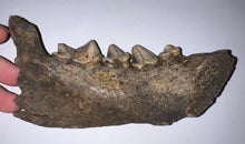 Load image into Gallery viewer, Ice Age Fossil Cave Hyena Jaw with 4 complete teeth 5.9 Inches
