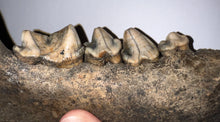 Load image into Gallery viewer, Ice Age Fossil Cave Hyena Jaw with 4 complete teeth 5.9 Inches
