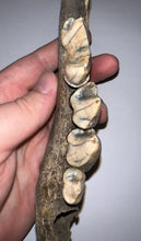 Load image into Gallery viewer, Ice Age Fossil Cave Hyena Jaw with 4 complete teeth 5.9 Inches
