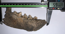 Load image into Gallery viewer, Ice Age Fossil Cave Hyena Jaw with 4 complete teeth 5.9 Inches
