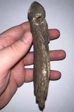 Load image into Gallery viewer, Ice Age Fossil Cave Hyena Jaw with 4 complete teeth 5.9 Inches
