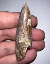 Load image into Gallery viewer, Suchomimus Large Fossil Tooth VERY RARE!! 2.26 Inches!
