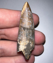 Load image into Gallery viewer, Suchomimus Large Fossil Tooth VERY RARE!! 2.26 Inches!
