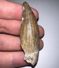 Load image into Gallery viewer, Suchomimus Large Serrated Fossil Tooth VERY RARE!! 2.34 Inches!

