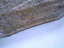 Load image into Gallery viewer, Suchomimus Large Serrated Fossil Tooth VERY RARE!! 2.34 Inches!
