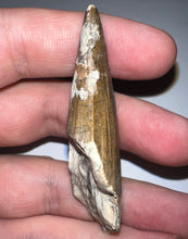 Load image into Gallery viewer, Suchomimus Large Serrated Fossil Tooth VERY RARE!! 2.34 Inches!
