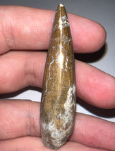 Load image into Gallery viewer, Suchomimus Large Serrated Fossil Tooth VERY RARE!! 2.34 Inches!
