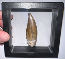 Load image into Gallery viewer, Suchomimus Large Serrated Fossil Tooth VERY RARE!! 2.34 Inches!
