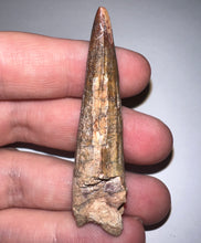 Load image into Gallery viewer, Suchomimus Large Serrated Fossil Tooth VERY RARE!! 2.25 Inches! No Repair!
