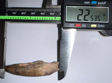Load image into Gallery viewer, Suchomimus Large Serrated Fossil Tooth VERY RARE!! 2.25 Inches! No Repair!
