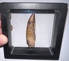 Load image into Gallery viewer, Suchomimus Large Serrated Fossil Tooth VERY RARE!! 2.25 Inches! No Repair!

