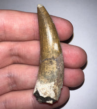 Load image into Gallery viewer, Suchomimus Large Fossil Tooth VERY RARE!! 2.15 Inches!
