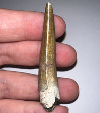 Load image into Gallery viewer, Suchomimus Large Fossil Tooth VERY RARE!! 2.15 Inches!
