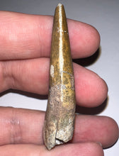 Load image into Gallery viewer, Suchomimus Large Fossil Tooth VERY RARE!! 2.15 Inches!
