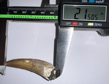 Load image into Gallery viewer, Suchomimus Large Fossil Tooth VERY RARE!! 2.15 Inches!
