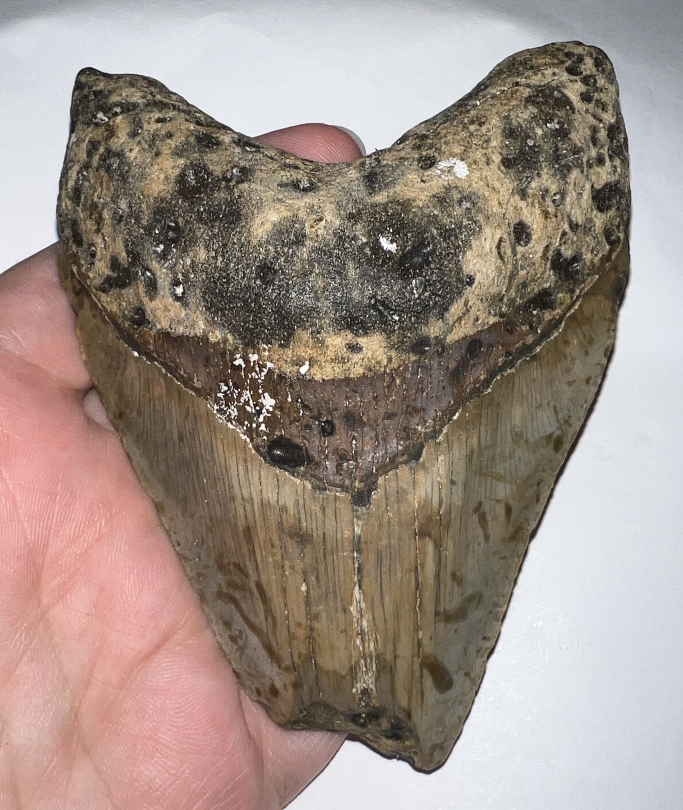 Large Megalodon Fossil Shark Tooth 4.1 Inches! Not Repaired!