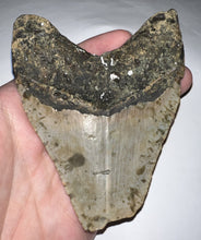 Load image into Gallery viewer, Large Megalodon Fossil Shark Tooth 4.1 Inches! Not Repaired!
