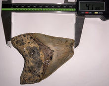 Load image into Gallery viewer, Large Megalodon Fossil Shark Tooth 4.1 Inches! Not Repaired!
