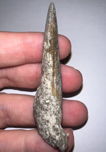 Load image into Gallery viewer, Suchomimus Large Fossil Tooth VERY RARE!! 2.22 Inches!
