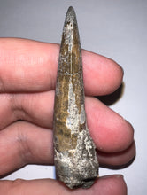Load image into Gallery viewer, Suchomimus Large Fossil Tooth VERY RARE!! 2.22 Inches!
