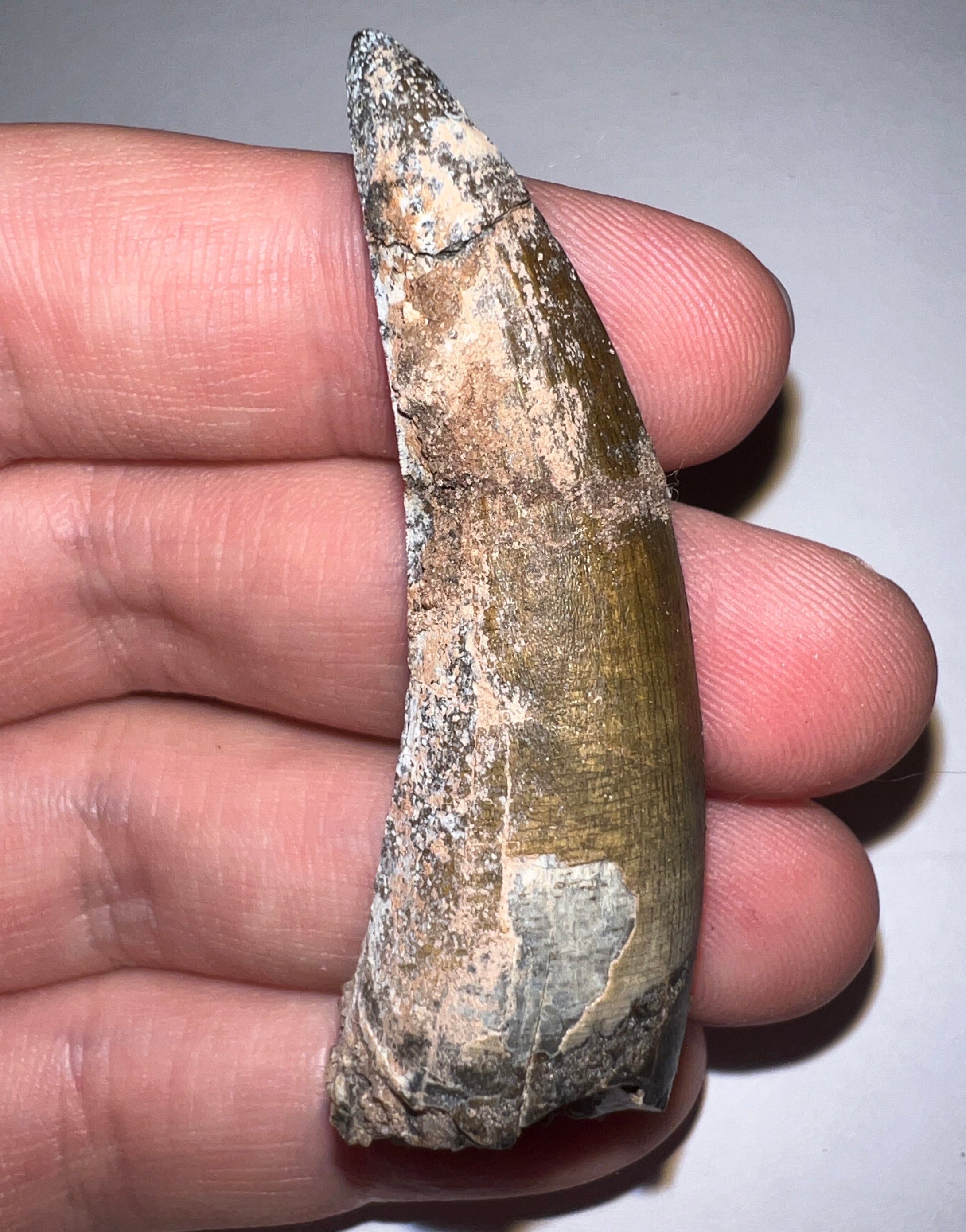 Suchomimus Huge Serrated Fossil Tooth VERY RARE!! 2.5 Inches!