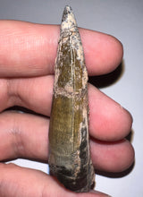 Load image into Gallery viewer, Suchomimus Huge Serrated Fossil Tooth VERY RARE!! 2.5 Inches!
