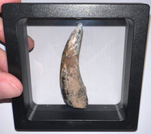 Load image into Gallery viewer, Suchomimus Huge Serrated Fossil Tooth VERY RARE!! 2.5 Inches!

