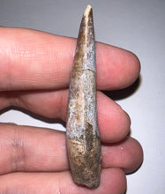 Load image into Gallery viewer, GEM Suchomimus Large Serrated Fossil Tooth VERY RARE!! 2.22 Inches!
