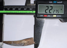 Load image into Gallery viewer, GEM Suchomimus Large Serrated Fossil Tooth VERY RARE!! 2.22 Inches!
