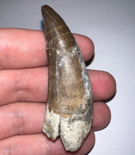 Load image into Gallery viewer, Suchomimus Large Fossil Tooth VERY RARE!! 2.42 Inches!
