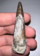 Load image into Gallery viewer, Suchomimus Large Fossil Tooth VERY RARE!! 2.42 Inches!

