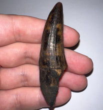 Load image into Gallery viewer, GEM Suchomimus HUGE Serrated Fossil Tooth VERY RARE!! 2.61 Inches! No Repair!
