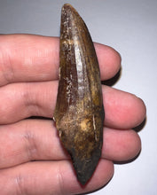 Load image into Gallery viewer, GEM Suchomimus HUGE Serrated Fossil Tooth VERY RARE!! 2.61 Inches! No Repair!
