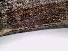 Load image into Gallery viewer, GEM Suchomimus HUGE Serrated Fossil Tooth VERY RARE!! 2.61 Inches! No Repair!
