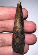 Load image into Gallery viewer, GEM Suchomimus HUGE Serrated Fossil Tooth VERY RARE!! 2.61 Inches! No Repair!
