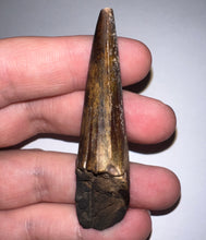 Load image into Gallery viewer, GEM Suchomimus HUGE Serrated Fossil Tooth VERY RARE!! 2.61 Inches! No Repair!
