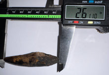 Load image into Gallery viewer, GEM Suchomimus HUGE Serrated Fossil Tooth VERY RARE!! 2.61 Inches! No Repair!
