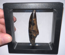 Load image into Gallery viewer, GEM Suchomimus HUGE Serrated Fossil Tooth VERY RARE!! 2.61 Inches! No Repair!
