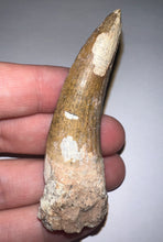 Load image into Gallery viewer, Suchomimus Huge Serrated Fossil Tooth VERY RARE!! 2.5 Inches!
