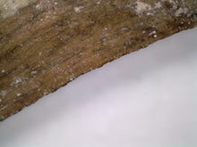 Load image into Gallery viewer, Suchomimus Huge Serrated Fossil Tooth VERY RARE!! 2.5 Inches!
