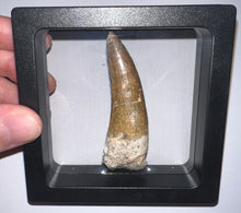 Load image into Gallery viewer, Suchomimus Huge Serrated Fossil Tooth VERY RARE!! 2.5 Inches!
